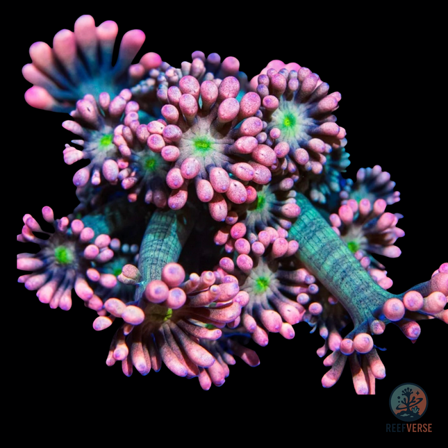 Bay Watch Goniopora