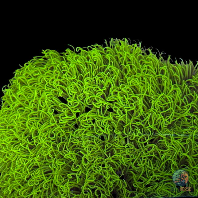 Long Polyp Green Star Polyp