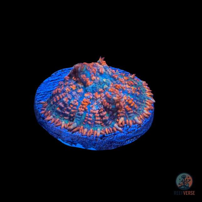 Superman Mushroom