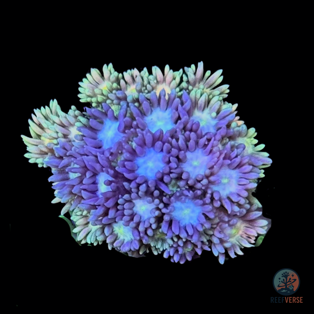 Arctic Glow Goniopora