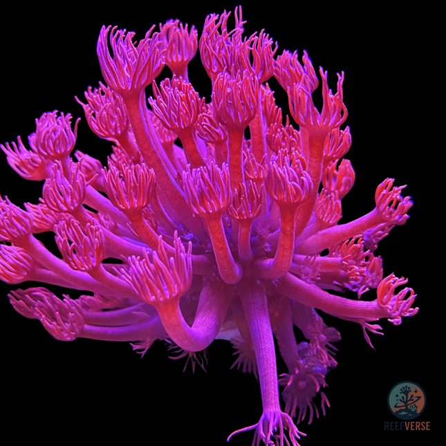 Barbie Goniopora