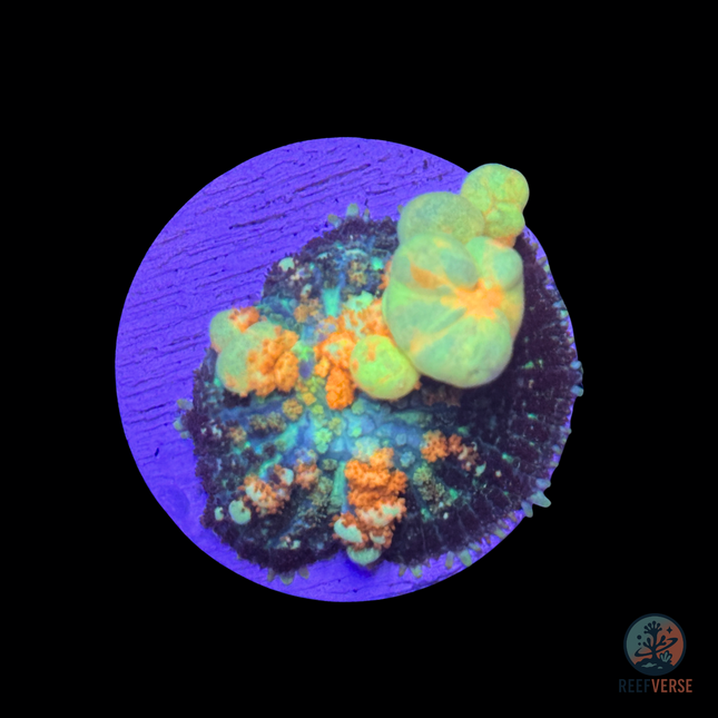 Powerball Bounce Mushroom