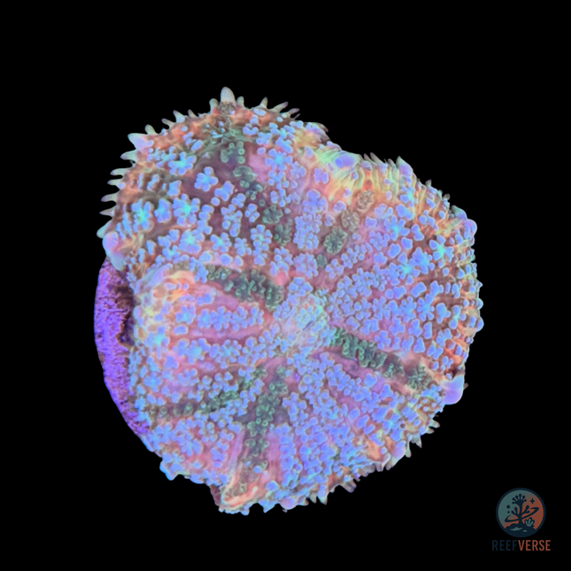 Rainbow Connection Rhodactis Mushroom