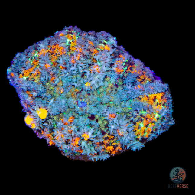 New Jersey Bounce Mushroom