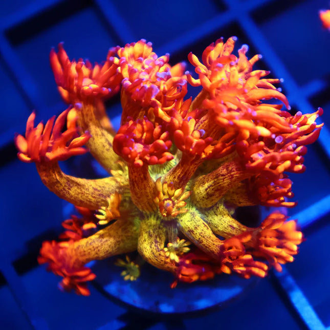 Amazeball Goniopora