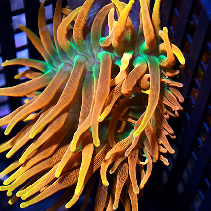 Colorado Sunburst Anemone