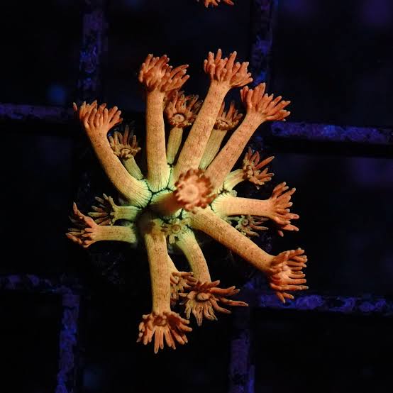 Fireball Goniopora