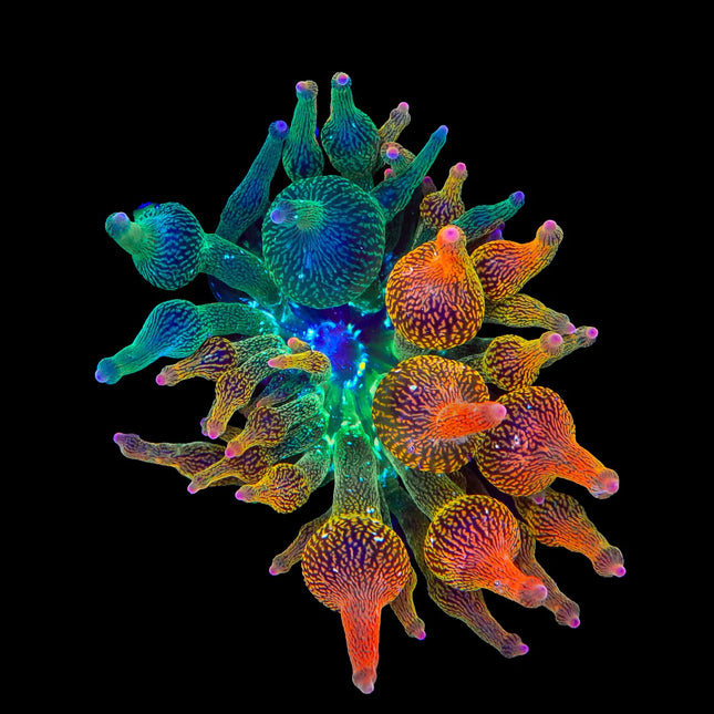 Nexus Anemone