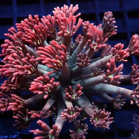 Blazefire Goniopora