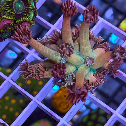 Treasure Chest Goniopora