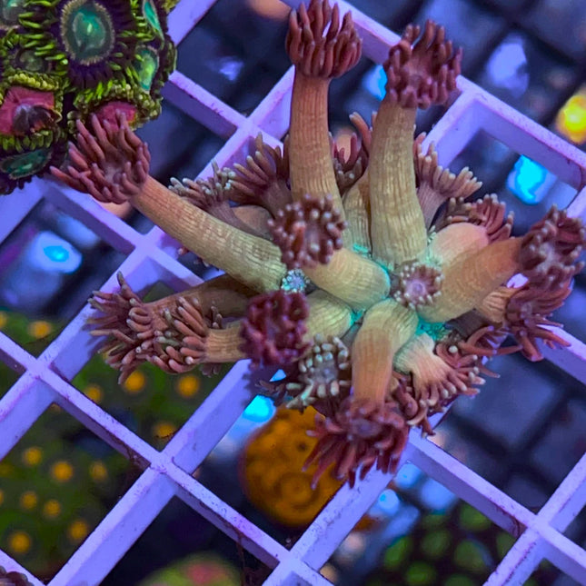 Treasure Chest Goniopora