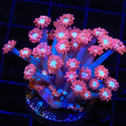 Alice In Wonderland Goniopora