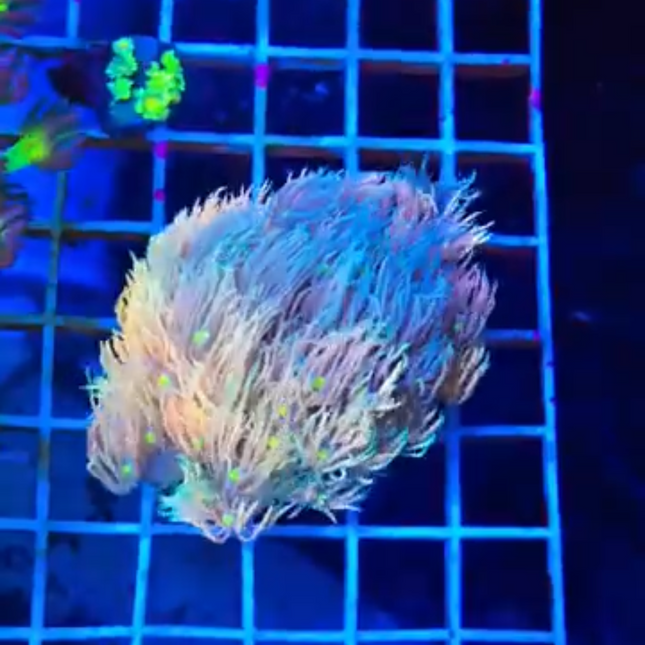 Northern Lights Goniopora
