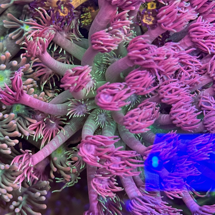 Candy Land Goniopora