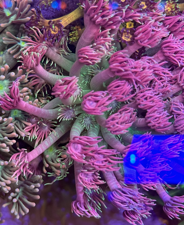 Candy Land Goniopora