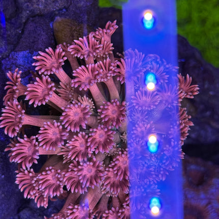 Starlight Goniopora