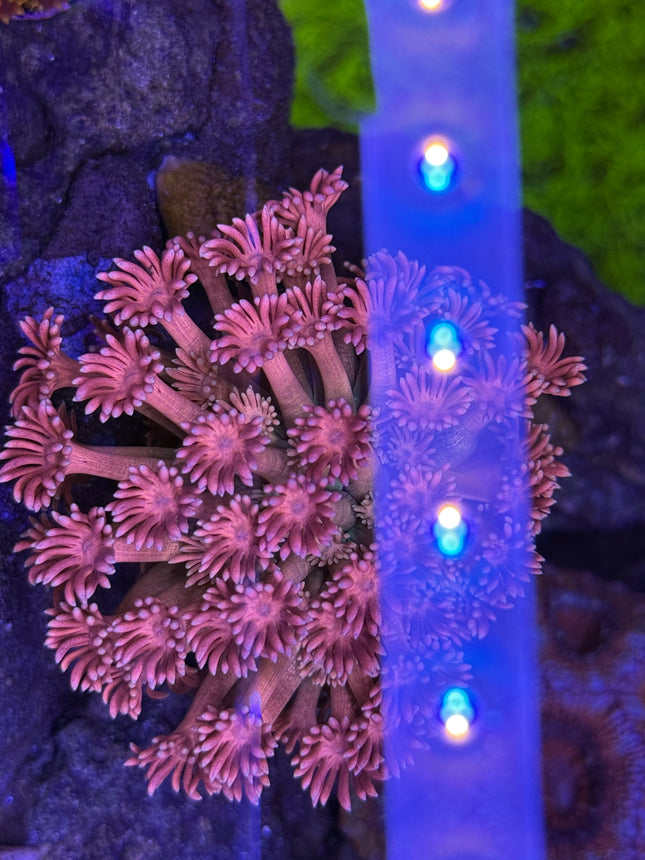 Starlight Goniopora