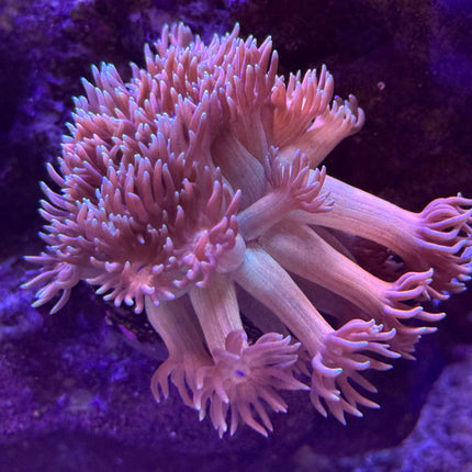 Pinkerton Goniopora