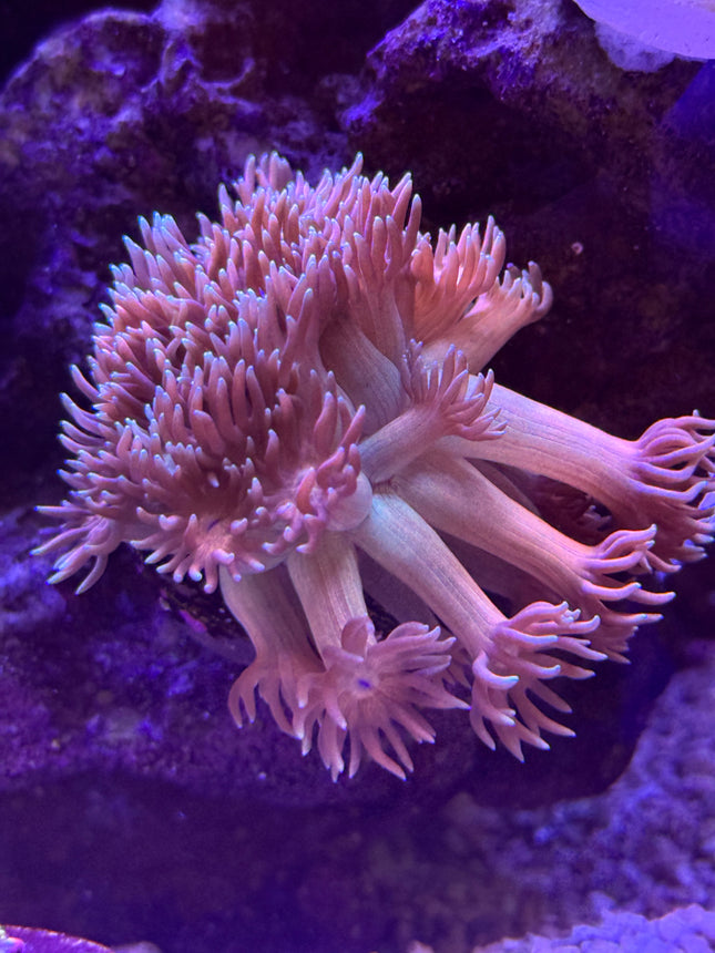 Pinkerton Goniopora