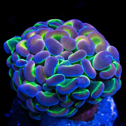 Princess Holy Grail Hammer