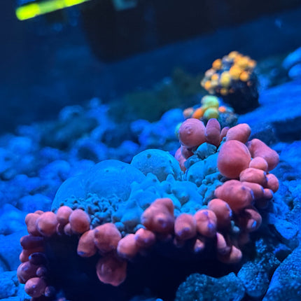 Frankenstein Bounce Mushroom