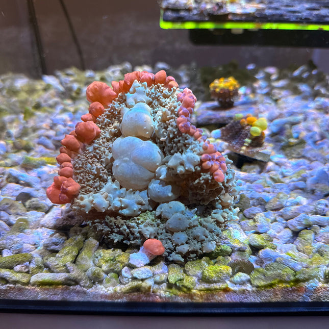 Frankenstein Bounce Mushroom