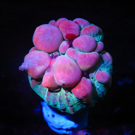Cosmic Cotton Candy Bounce Chalice