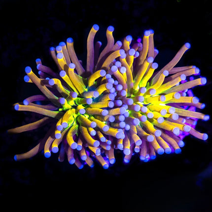 Ultra Tiger Knicks Torch