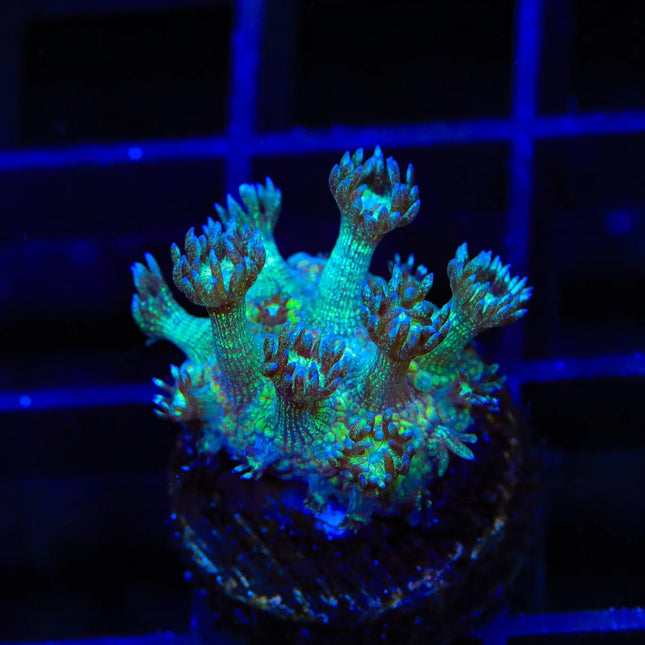 Green Glitter Goniopora