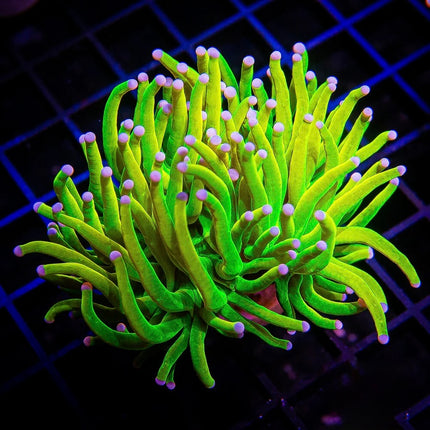 Pink Tipped Holy Grail Torch