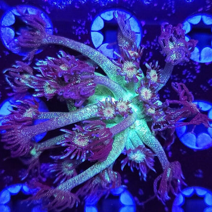 Purple Glitter Goniopora