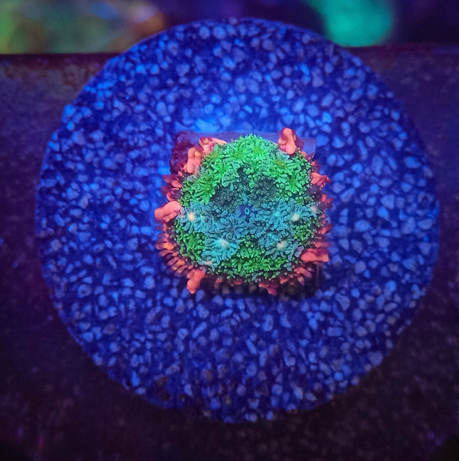 Frankenstein Bounce Mushroom