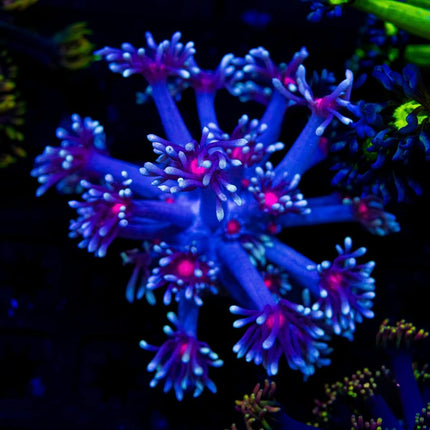 Bloodshot Goniopora