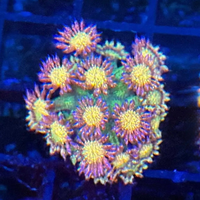 Infinity Stone Glitter Goniopora