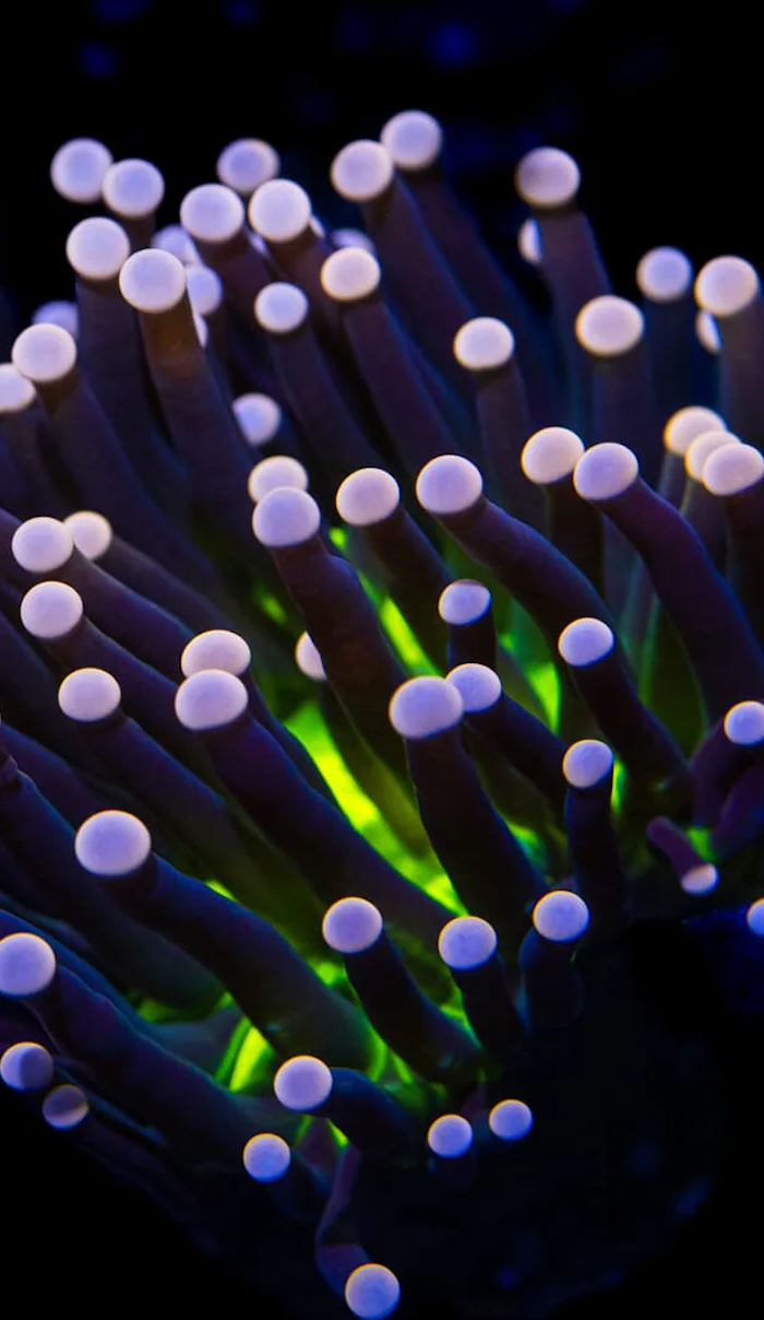<h1>Questions? Let’s Connect with Reefverse 🌊</h1>