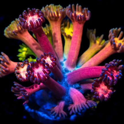 Jewel Thief Goniopora