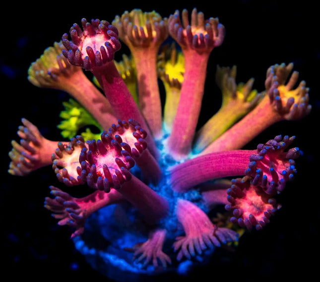 Jewel Thief Goniopora