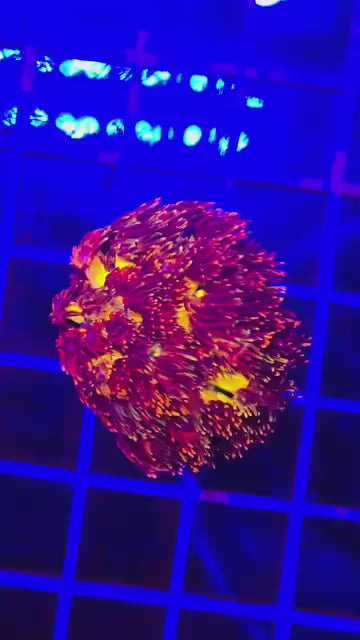 Blazeball Goniopora